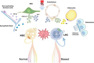 Leukemia Stem Cell Release From the Stem Cell Niche to Treat Acute Myeloid Leukemia